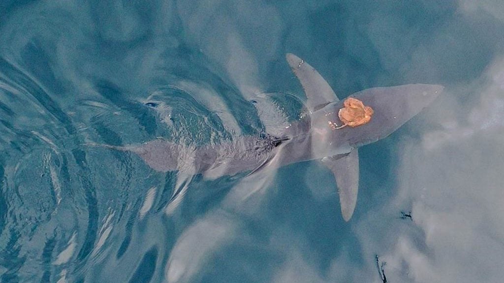 Scientists filmed something outrageous riding on a shark