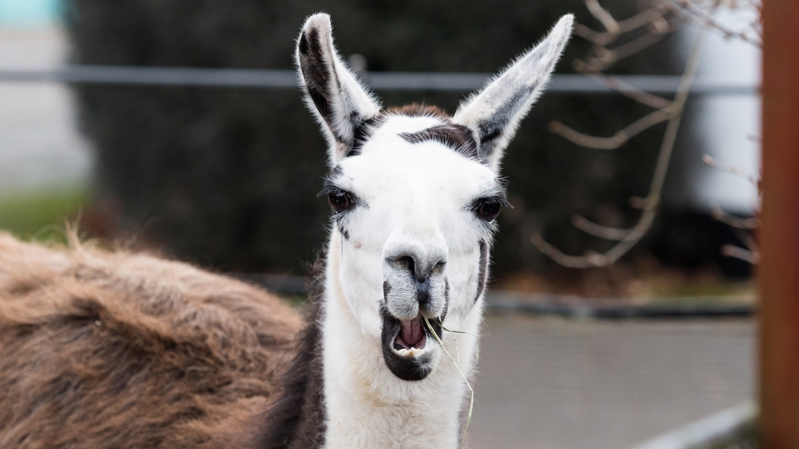 I tried the new Meta AI app: 3 unexpected features